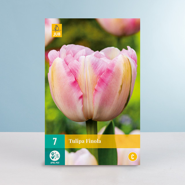 BLUME2000 Tulpenzwiebeln Sorte Finola Gefüllte späte Tulpe 7 Stück - Bild 1