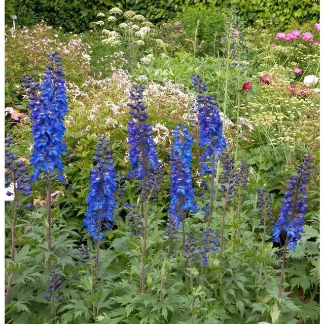 Hoher Rittersporn Delphinium elatum Sommernachtstraum Blau im Topf - Bild 1
