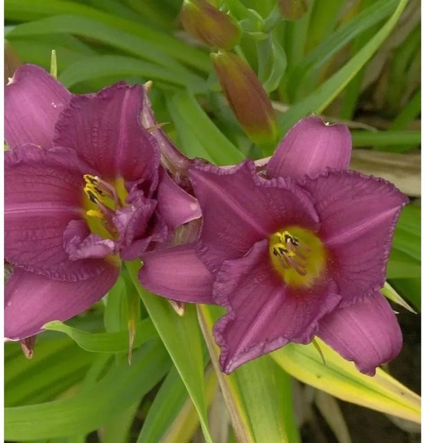 Hemerocallis Taglilie Summer Wine lila Staudenpflanze von Die Nr-01.de - Bild 1