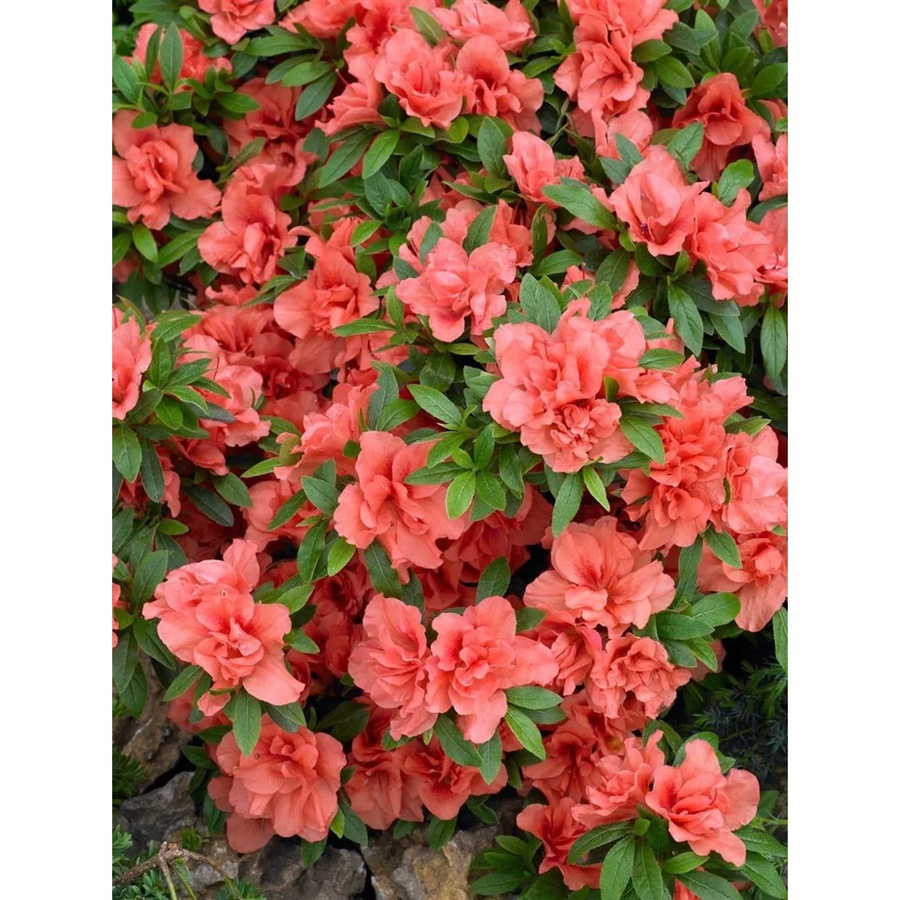Rhododendron Obtusum Cherie Azalee mit rosa Blüten, Zierstrauch für den Außenbereich, 15–20 cm - Bild 2