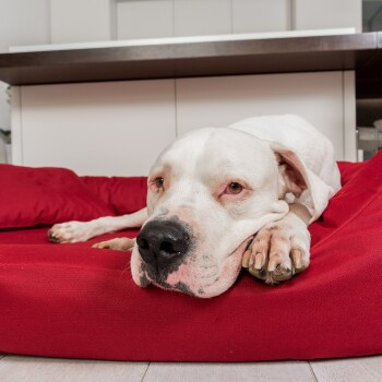 Tierlando Orthopädisches Hundebett SAMMY in Dunkelrot mit erhöhter Umrandung aus robustem Polyester, B/T/H: 140 x 105 x 30 cm - Bild 3
