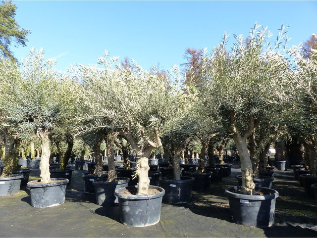 Winterharte Hojiblanca Olivenbaum Olea europaea mit kräftigen Stämmen, Höhe: 200 - 250 cm - Bild 1