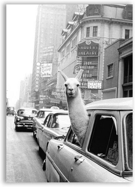 TPFLiving Poster Leinwand Lustiges Lama in New Yorker Taxi Schwarz-Weiß B: 40 cm, H: 60 cm - Bild 1