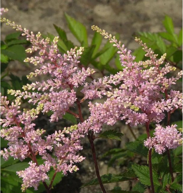 Astilbe japonica Prachtspiere Peach Blossom pink von Nr-01.de als Bodendecker und Schnittblume - Bild 1