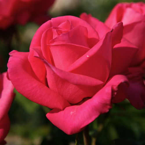 KORDES ROSEN Edelrose Cherry Lady in Rosa, gefüllte rosarote Blüte als Zierstrauch im Topf - Bild 2