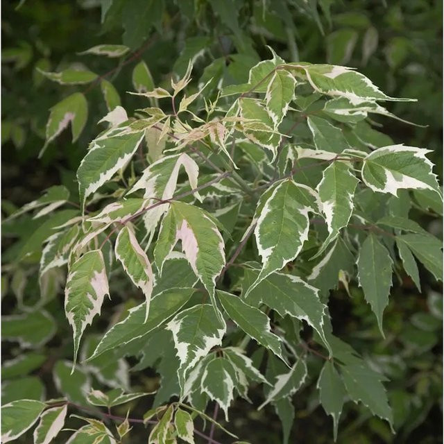 Acer negundo Flamingo Eschen-Ahorn Baum in Pink und Grün, Höhe: 125-150 cm - Bild 1