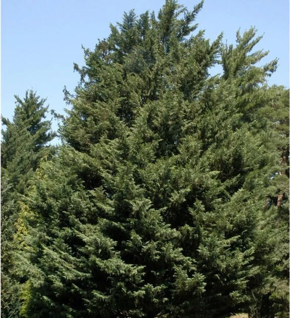 Leyland Zypresse Cupressocyparis Leylandii als grüne Heckenpflanze von Nr-01.de, Höhe: 40-60 cm - Bild 1