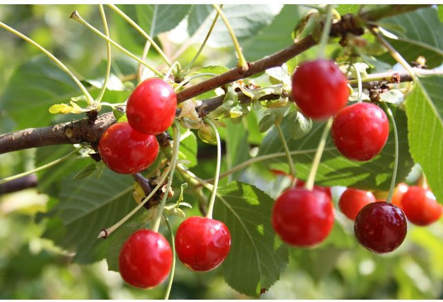 Sauerkirsche Achat Prunus cerasus selbstfruchtbare Obstbaum Sorte winterhart und wurzelecht - Bild 1