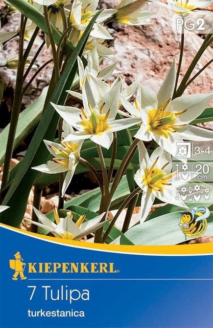Wildtulpe Turkestanica in Weiß, 7 Zwiebeln von Mein schöner Garten Shop - Bild 1