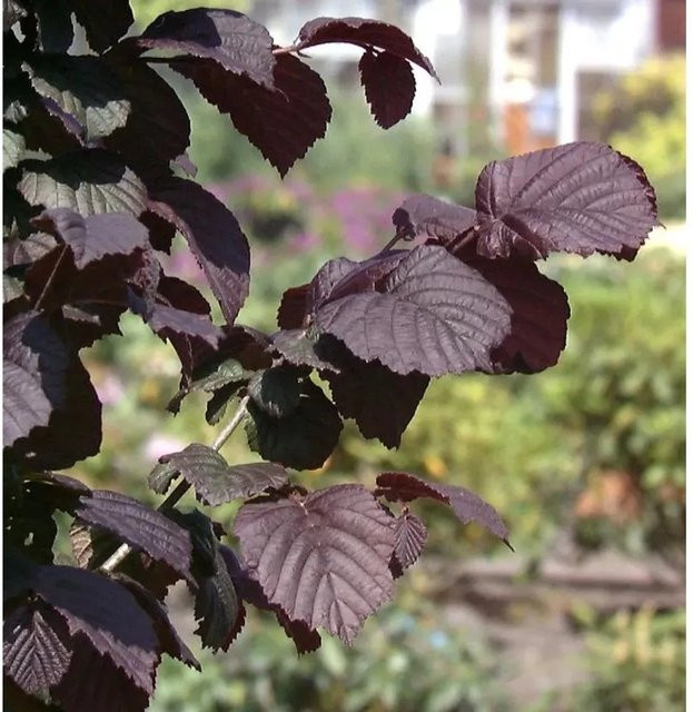 Großfrüchtige Rotblättrige Waldhasel Corylus avellana Zierstrauch von Nr-01.de, Höhe: 60-80 cm - Bild 1