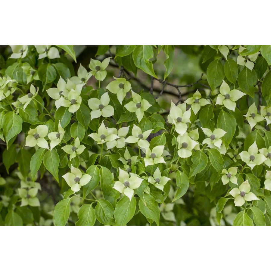 Chinesischer Blumen-Hartriegel Cornus Kousa Chinensis China Girl von Pflanzen für dich, Höhe: 80–100 cm - Bild 2