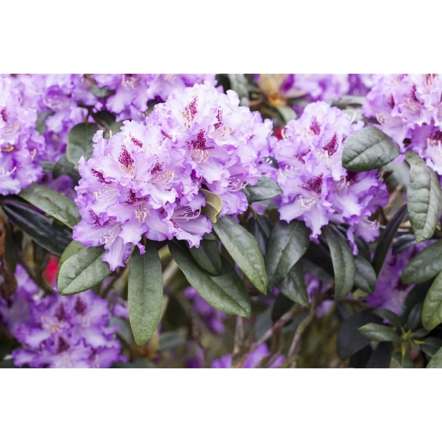 Rhododendron Hybr. Blue Peter Blau-Violett 80–90 cm - Bild 2