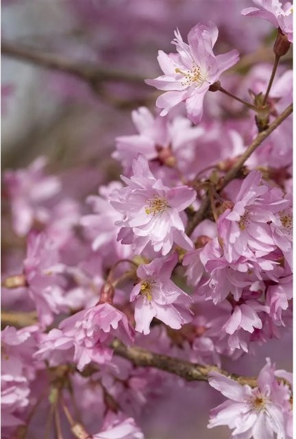 Winterkirsche Prunus Subhirtella Autumnalis mit zartrosa Blüten, Pflanzen für dich, Höhe: 100–150 cm - Bild 1