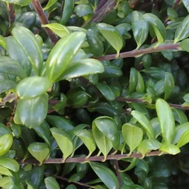 Arborix Japanische Stechpalme Convexa Ilex crenata Immergrüner Zierstrauch im Container, 30 bis 40 cm Höhe - Bild 1