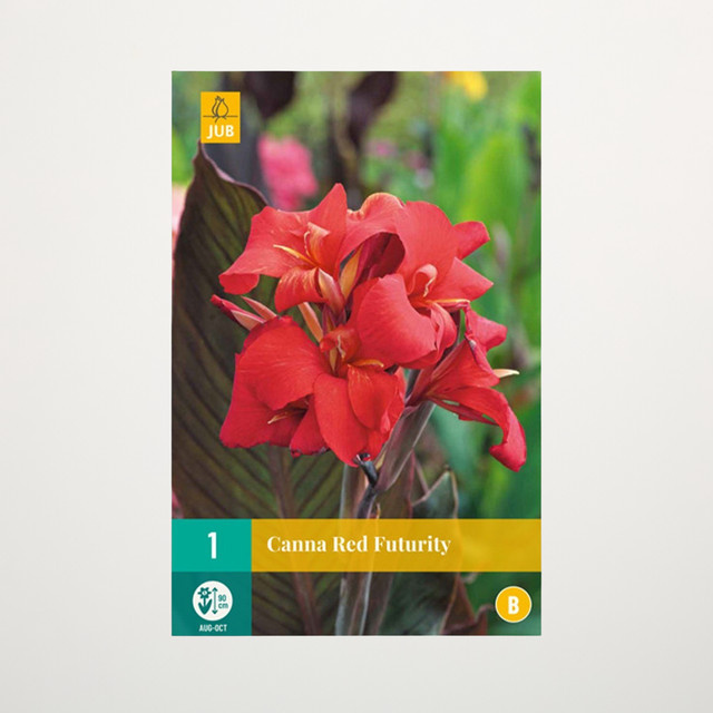 Canna Red Futurity Knolle für Blumenbeet, Kübel, Balkon und Terrasse - Bild 1