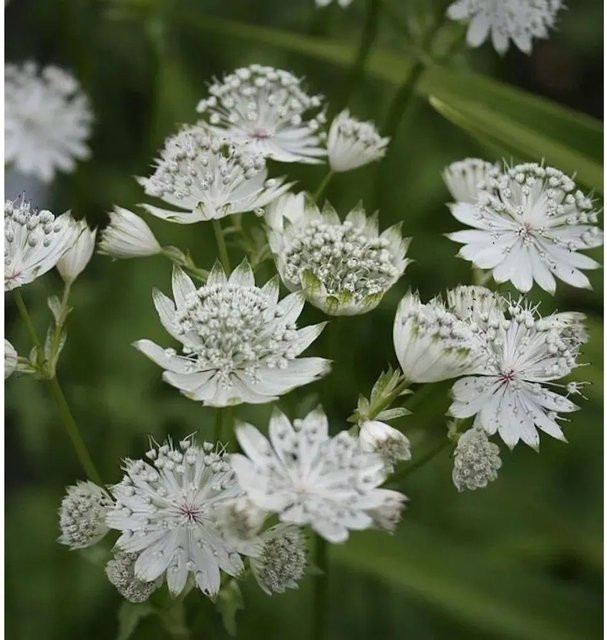 Astrantia major Sterndolde Shaggy als winterharte Staude für den Freilandgarten - Bild 1