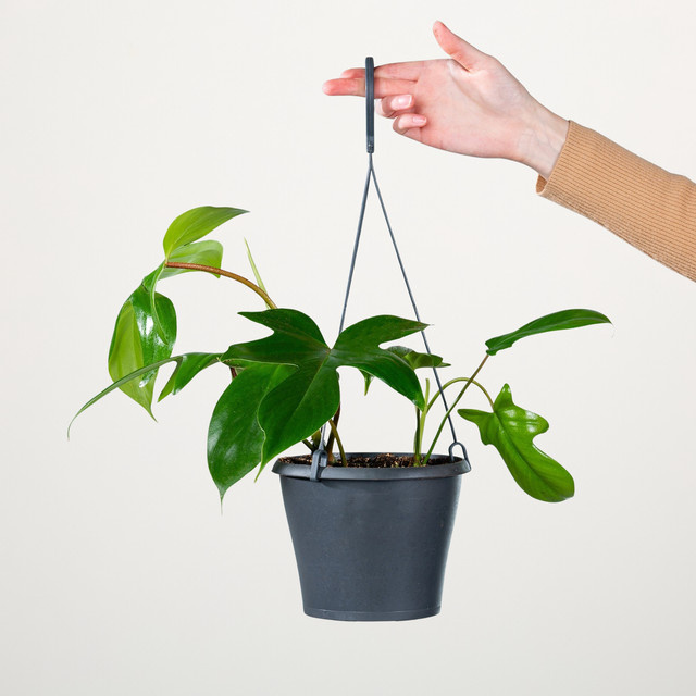 Philodendron Florida Green Ampelpflanze von BLUME2000 in Grün mit herzförmigen Blättern - Bild 1