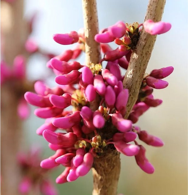 Chinesischer Judasbaum Avondale Cercis chinensis mit pinkfarbenen Blüten, Höhe: 60-80 cm - Bild 1