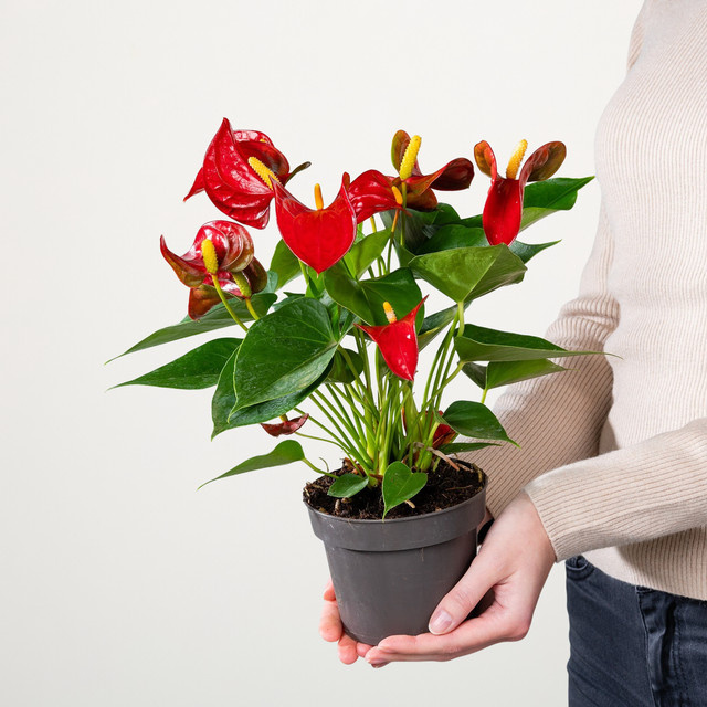 Anthurium Flamingoblume Rustika von BLUME2000 in Rot und Grün - Bild 1