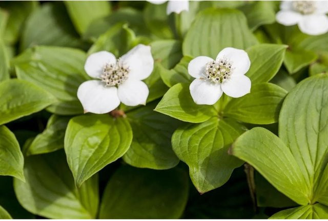 Cornus Canadensis Teppich-Hartriegel als bodendeckende Gartenpflanze mit weißen Blüten im Topf - Bild 1
