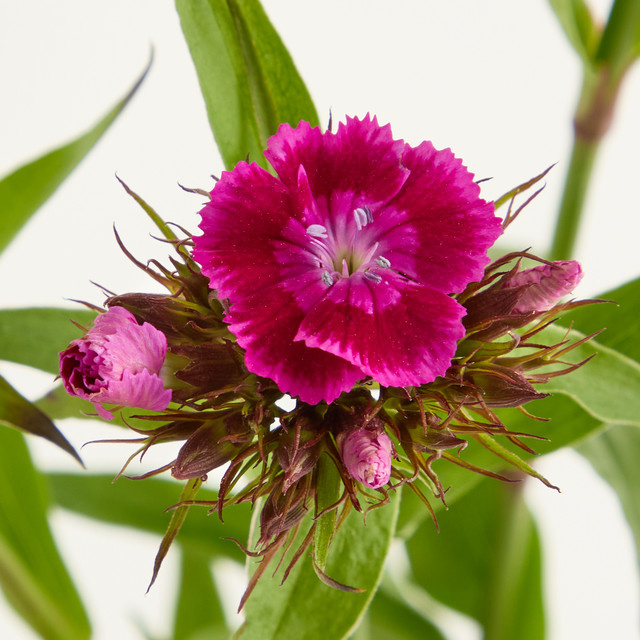 Blume2000 Bartnelken Pink - Bild 1