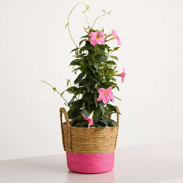 Dipladenia von BLUME2000 im Korb für Balkon und Terrasse - Bild 1