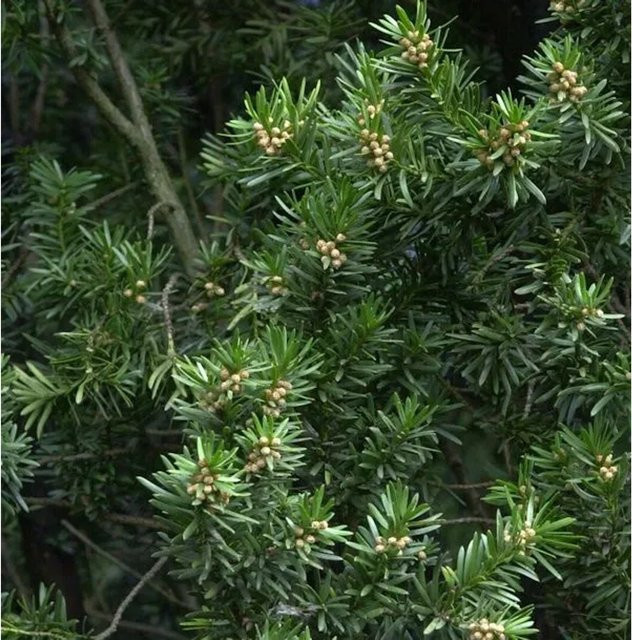 Gedrehte Zwerg Eibe Cristata Taxus baccata von Nr-01.de, grün, 40-50 cm - Bild 1