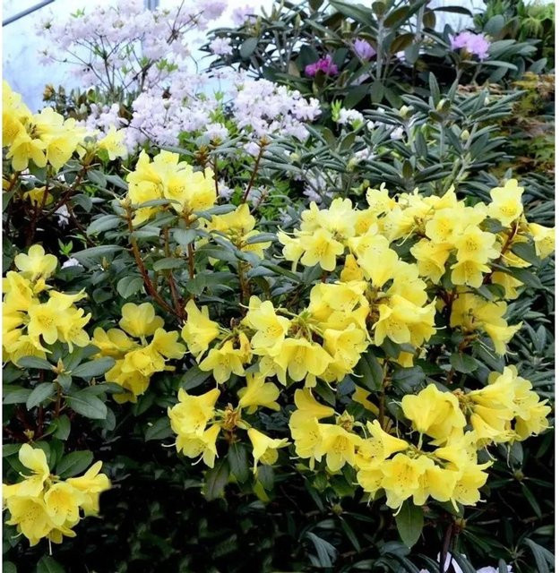Rhododendron concatenans Cormely Gelb, Glockenblütiger Zierstrauch für den Garten - Bild 1
