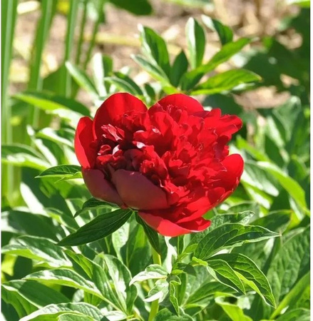 Edle Pfingstrose Red Charm Paeonia cult cultivar in Rot von Nr-01.de