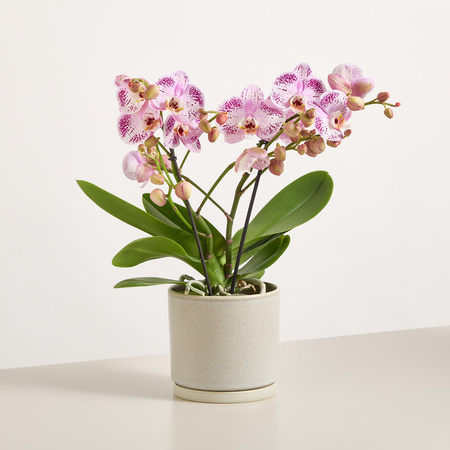 Blume2000 Orchidee Tablo Bellini in Pink als Zimmerpflanze im Topf