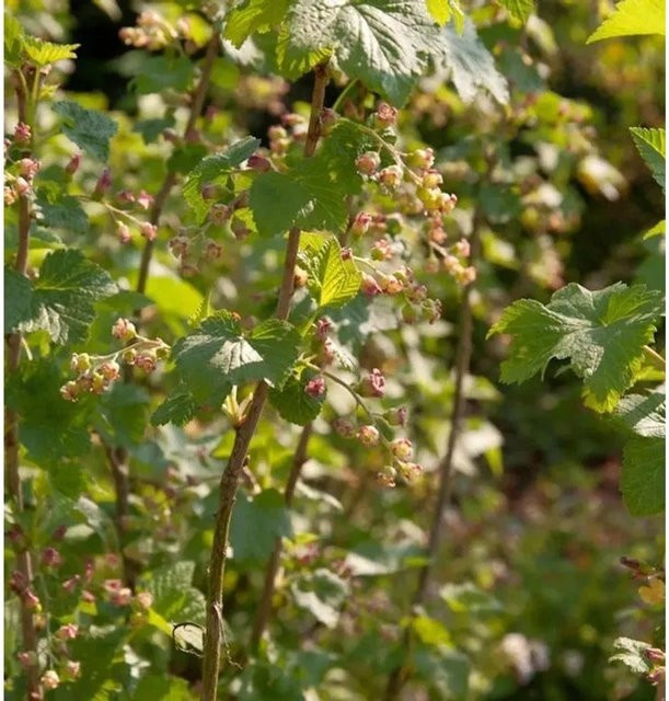 Schwarze Johannisbeere Ribes nigrum Beerenstrauch von Nr-01.de - Bild 1