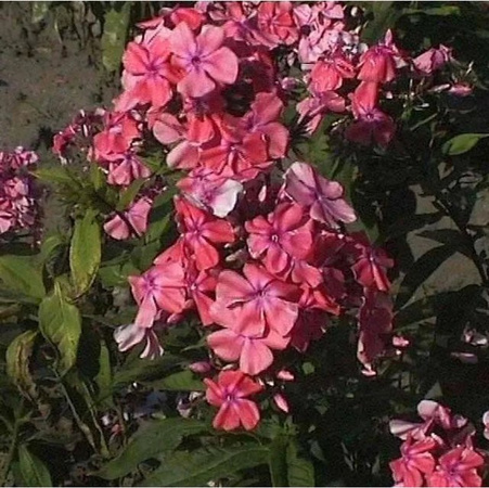 Hohe Flammenblume Bornimer Nachsommer Phlox paniculata in Pink als Beetpflanze und Schnittblume von Nr-01.de
