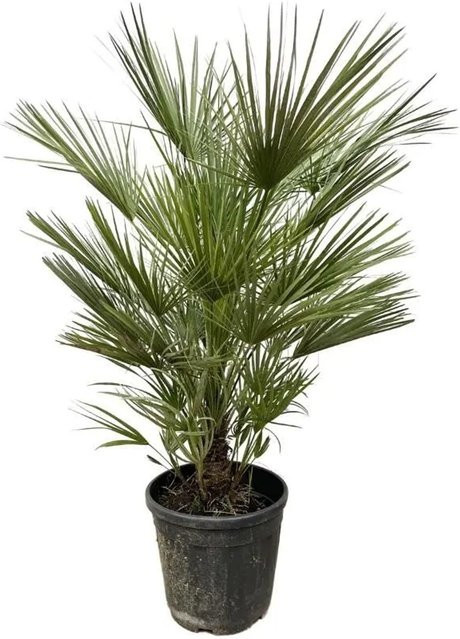 Exotenherz Zwergpalme Chamaerops Humilis im 30cm Topf, Höhe: 150 cm, Grün - Bild 1
