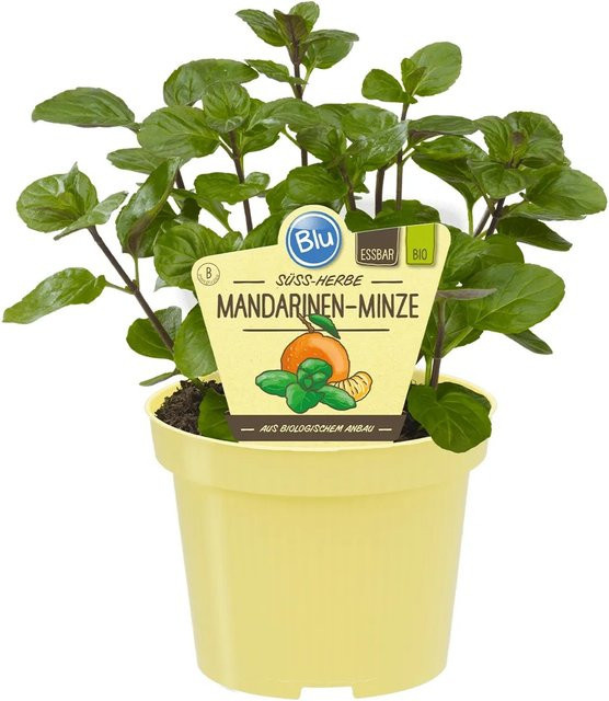 Blu Mandarinen-Minze Mentha als Topfpflanze für Tees, Cocktails und Speisen - Bild 1