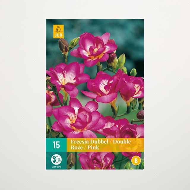 Gefüllte Freesien Double Pink Blumenzwiebeln von BLUME2000, 15 Knollen - Bild 1