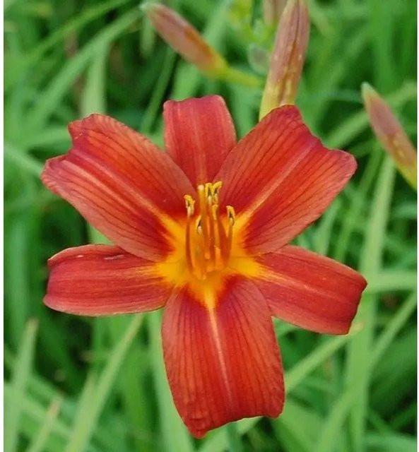 Taglilie Sammy Russel Hemerocallis als mehrjährige Beetpflanze für den Garten - Bild 1