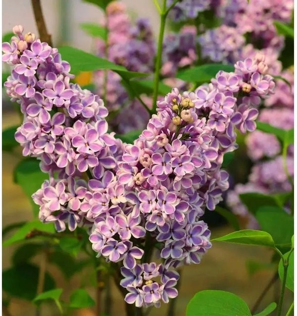 Edelflieder Sensation Syringa vulgaris lila Zierstrauch von Die Nr-01.de Höhe: 30-40 cm - Bild 1