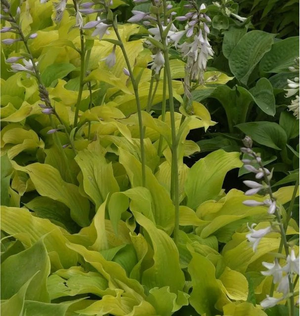 Hosta sieboldiana Schmalblattfunkie Lemonade Bodendecker von Nr-01.de - Bild 1