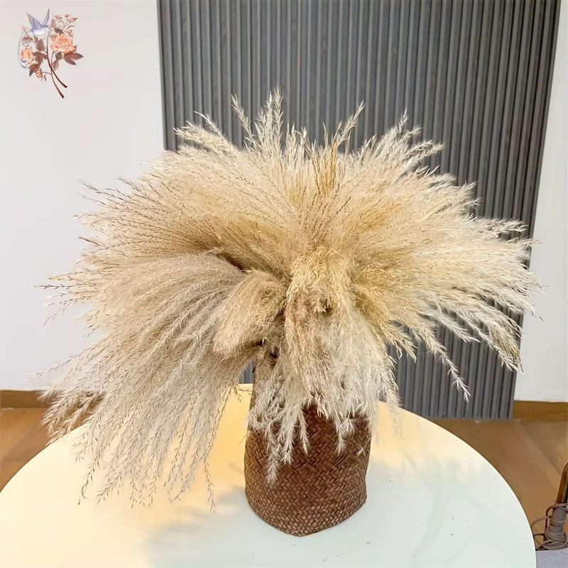 YN HI FLOWER Beige Getrockneter Pampasgras Blumenstrauß im Bohemian Stil für Hochzeiten und DIY Dekorationen - Bild 2