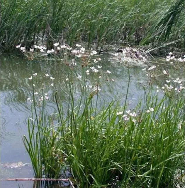 Weisse Blumenbinse Butomus umbellatus als Sumpfpflanze für Teich und Sumpf von Nr-01.de - Bild 1