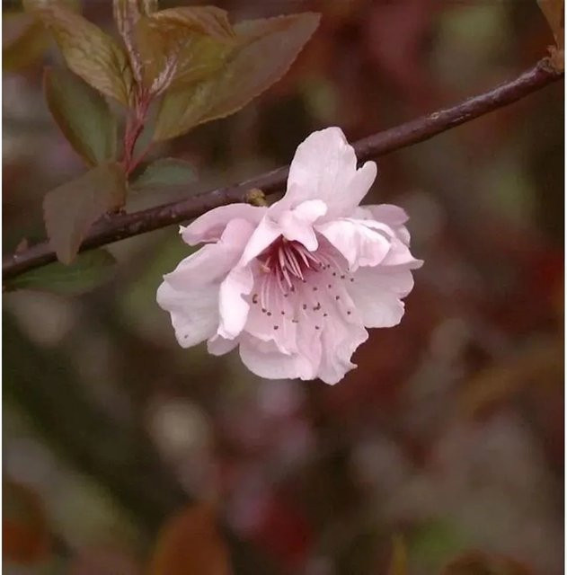 Zierkirsche Prunus blireana mit weißen Blüten, Höhe: 60-80 cm - Bild 1