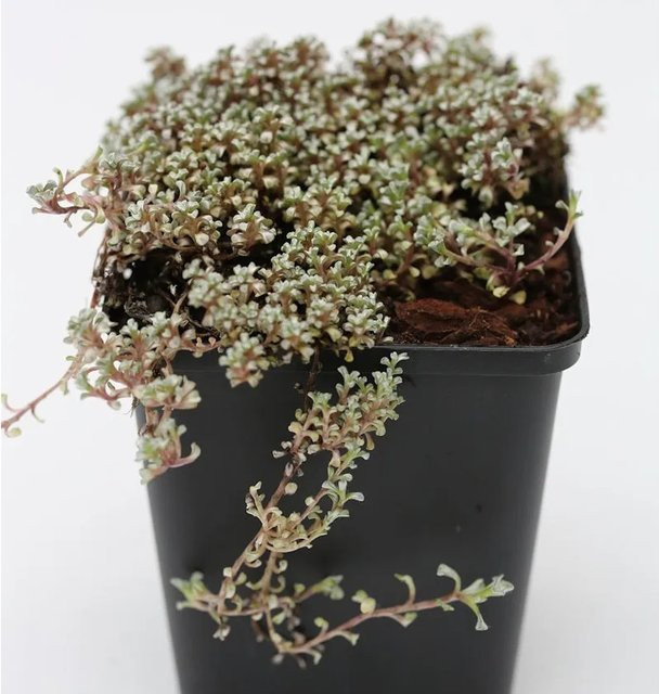 Raoulia australis Schafteppich Silberkissen als Bodendecker für den Steingarten in Silber - Bild 1