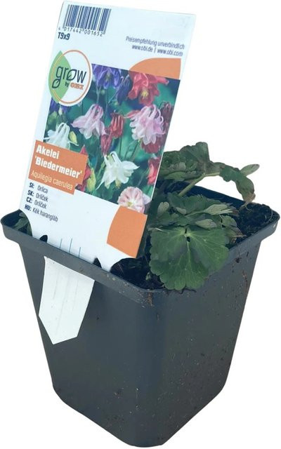 GROW by OBI Aquilegia caerulea Akelei als mehrjährige Pflanze im Topf mit einem Durchmesser von 9 cm - Bild 1