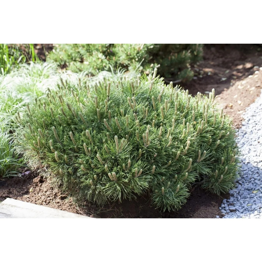 Pinus Mugo Pumilio Bergkiefer Kompakt als grüne Zierkonifere für den Garten, Höhe: 40–50 cm - Bild 2