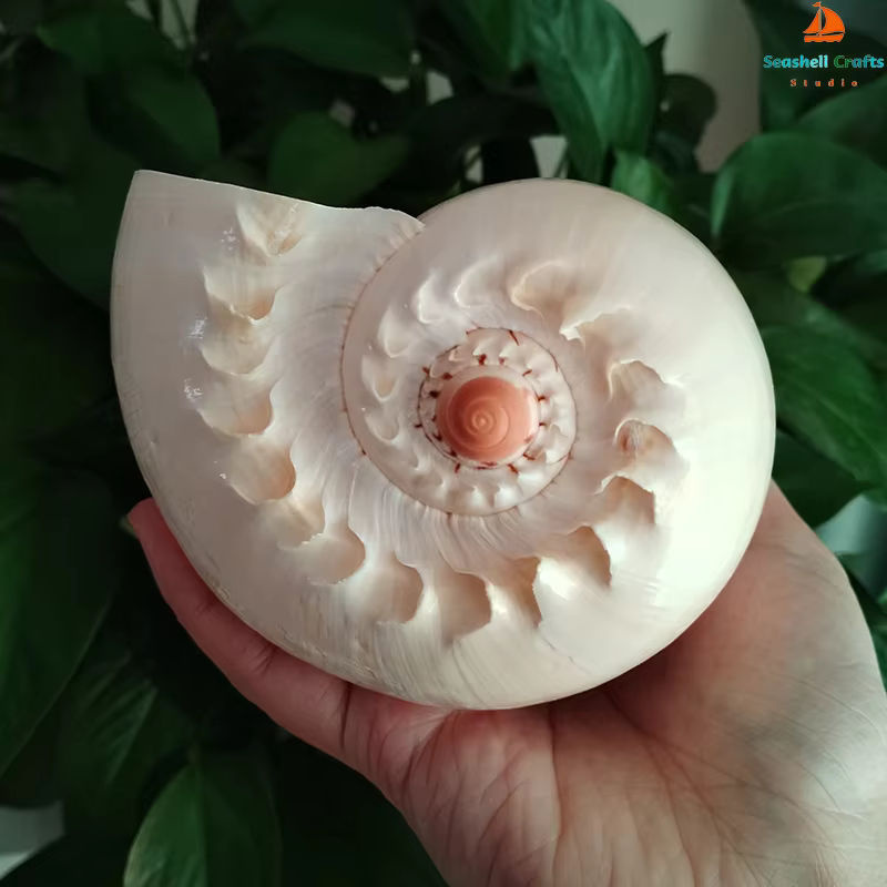 Natürliche Muschelschale von ORIGIFTS in Gelb und Creme als Dekoration für Aquarium oder Blumentopf, Durchmesser: 17-22 cm - Bild 2