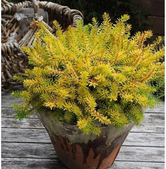 10x Winterheide Antje Erica carnea als winterharte Staude für deinen Balkon - Bild 1
