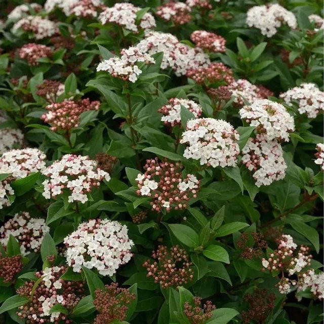 Mittelmeer Schneeball Viburnum tinus Spirit weiße Zierstrauch für Garten und Kübelpflanze, Höhe: 80-100 cm - Bild 1