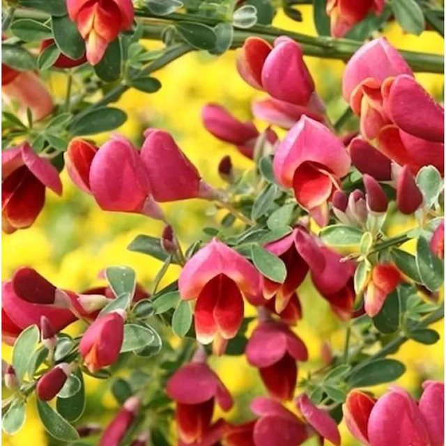 Schmuckginster Maria Burkwood Cytisus scoparius Strauch für den Garten - Bild 1