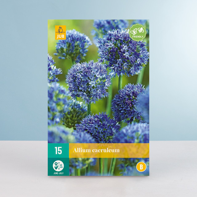 Allium Caeruleum Zwiebeln von BLUME2000 für Gartenbeete, 15 Stück - Bild 1