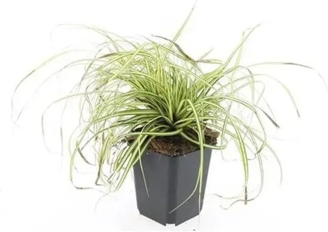 Exotenherz Ziergras Carex Oshimensis Evergold Gold/Grün, 12er Set im 9cm Topf - Bild 1